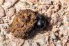 Geotrupes sp.